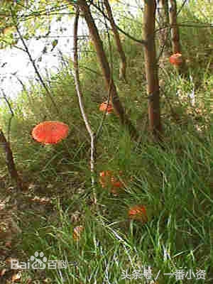 盘点一些毒蘑菇,剧毒蘑菇千万别碰