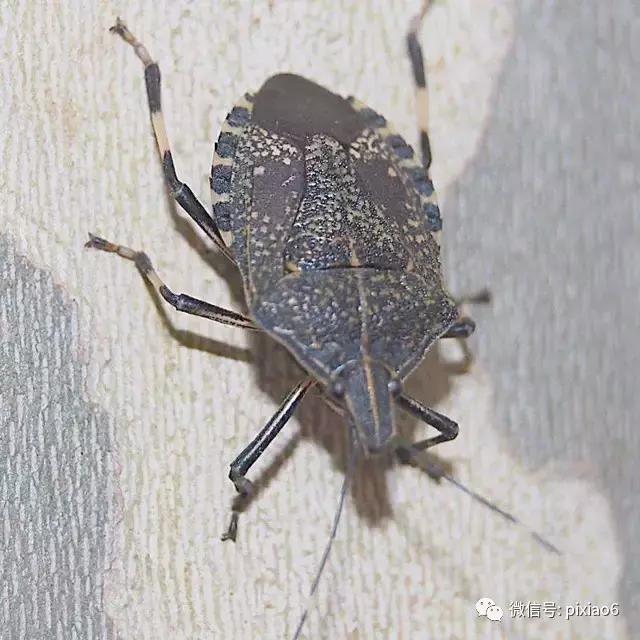 奇痒无比一抓就起水泡,浑身刺痒一挠全是小水泡