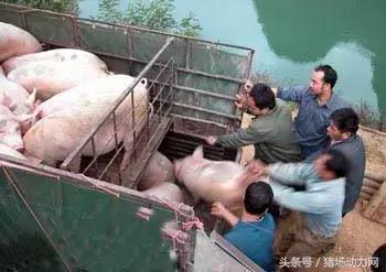 赶猪是怎么赶的,赶猪有什么经验吗