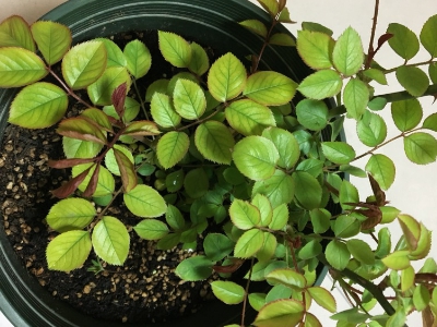 如何养花二次开花爆盆,让花卉迅速爆盆的方法