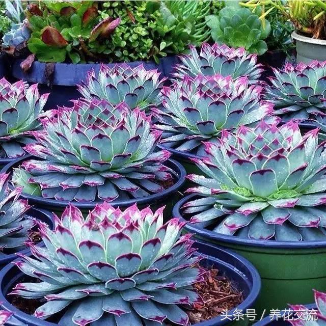 多肉植物以前丢路边都没人要,为什么现在的年轻人抢着买?