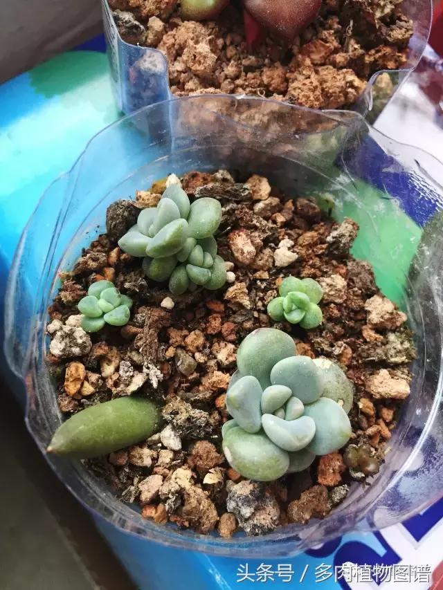 宿舍多肉品种推荐,宿舍多肉