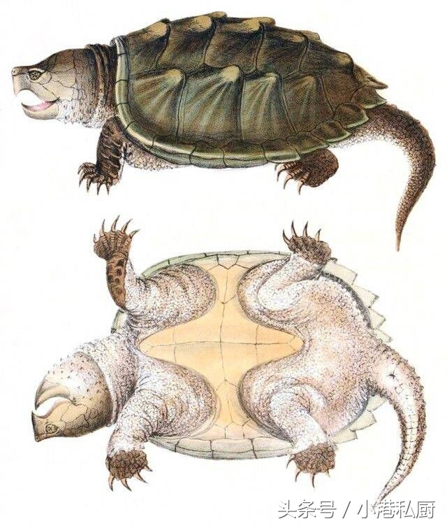 一家美国网站上关于“鳄龟”的做法，看了你还会放生吗？