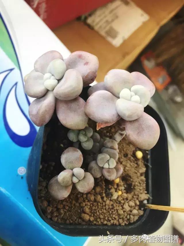 宿舍多肉品种推荐,宿舍多肉