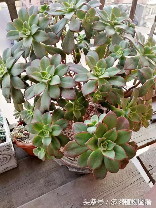 入坑半年的经历,入坑五个月总结