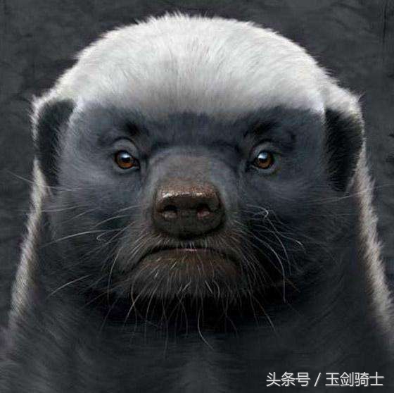 平头哥怕哪种蟒蛇的毒,可以杀掉平头哥的蟒蛇排名