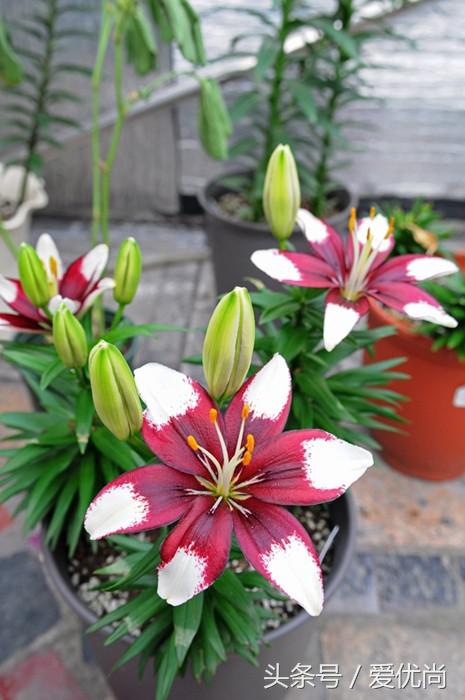 百合花怎么养最合适,百合花怎么养最好