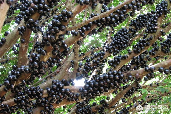 山竹为什么很贵科普,山竹为什么那么贵有什么神奇功效