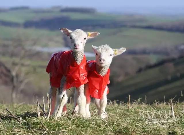宋茜是什么意思,杨幂袁姗姗宋茜