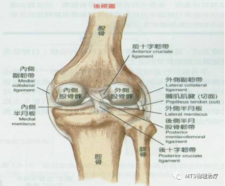 半月板撕裂,半月板资料