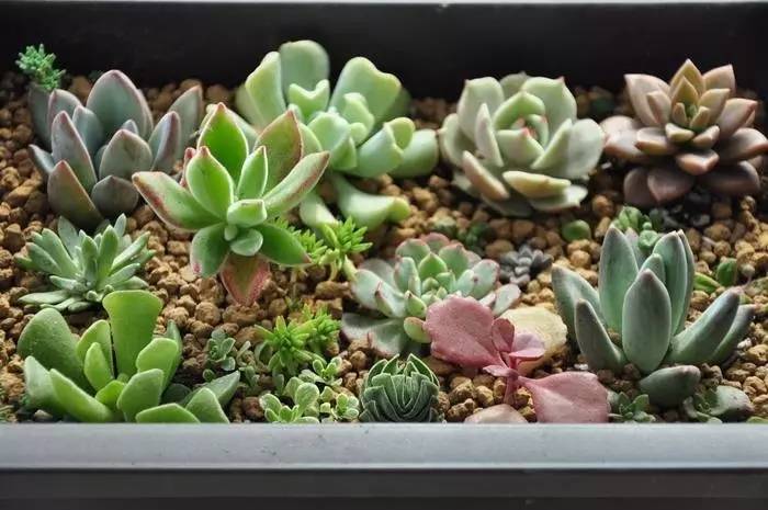 乌木多肉叶片化水了咋办,扦插多肉叶片化水了怎么办