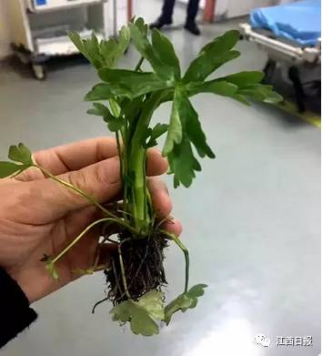 吃螃蟹小心食物中毒,吃螃蟹全身红肿