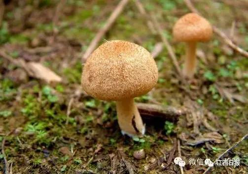 吃螃蟹小心食物中毒,吃螃蟹全身红肿