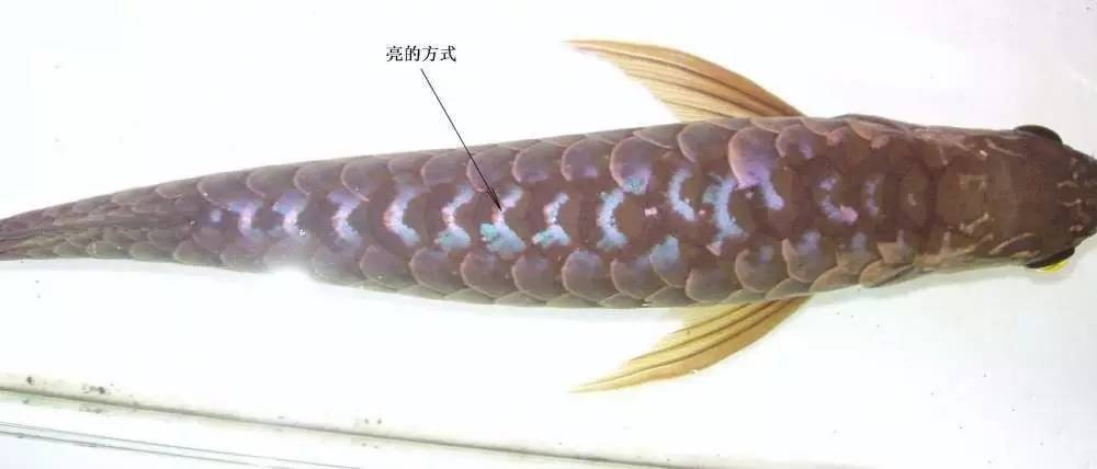 b级过背金龙一般价格多少,顶级蓝底过背金龙欣赏