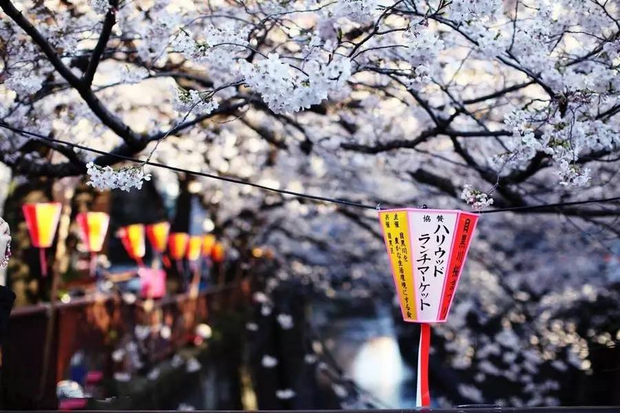 日本最好吃的一碗拉面,去日本必吃拉面