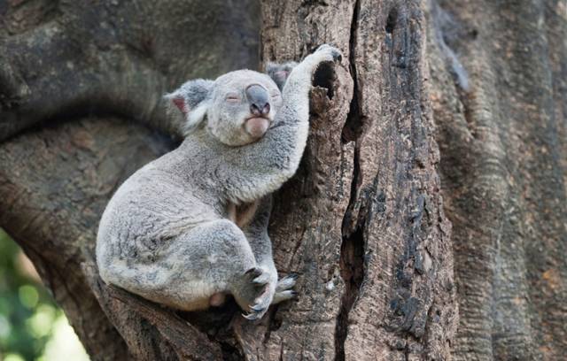 树袋熊爱睡觉,树袋熊助睡眠