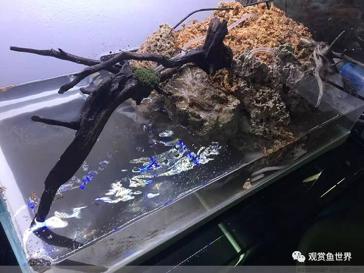 原生水陆缸开缸过程,超美摄影师