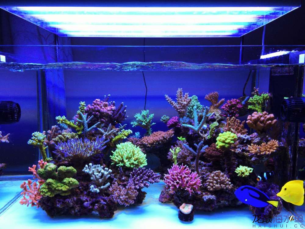 自来水+SPS+屌丝=？