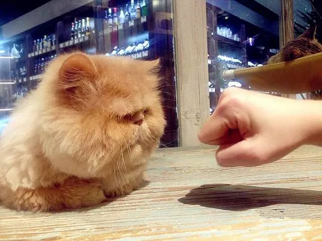 滚蛋吧肥肉君的视频,滚蛋吧肥肉君图片