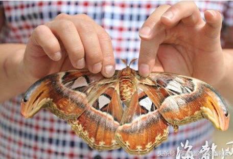 泉州人来围观！大飞蛾飞入永春人家，翅膀上长蛇头，这是什么啊