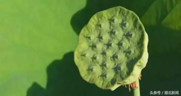 妗冨瓙鍙互鍜屽摢浜涙按鏋滃悆,鑳藉悆妗冨瓙鐨勯鐗╂湁鍝簺