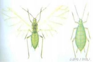 小麦蚜虫防治的最佳时期,防治小麦蚜虫农药价格