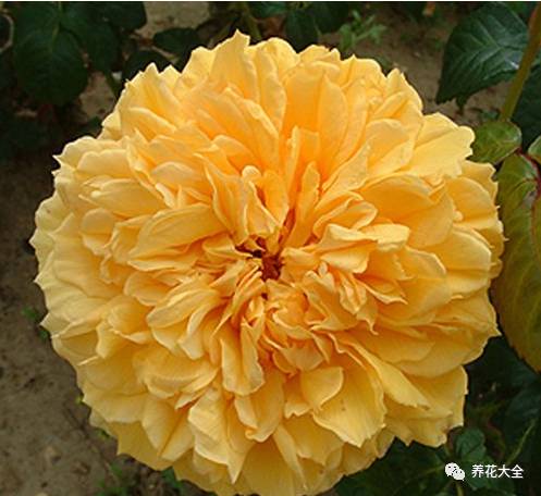 最美最高端的30款月季 (十种绝美的月季)