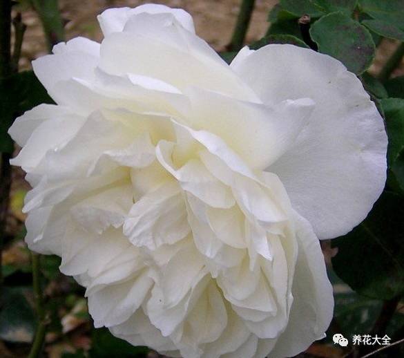 最美最高端的30款月季 (十种绝美的月季)