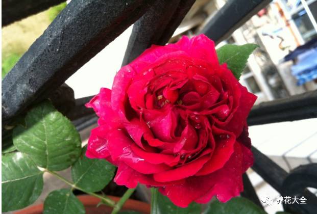 最美的十款月季品种推荐 (十种绝美的月季)