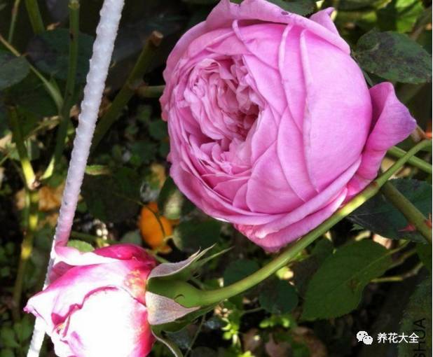 最美最高端的30款月季 (十种绝美的月季)