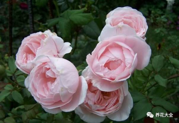 最美的十款月季品种推荐 (十种绝美的月季)