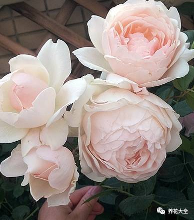 最美最高端的30款月季 (十种绝美的月季)