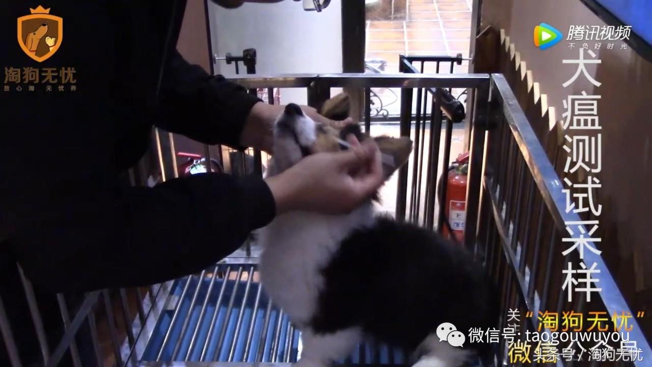 狗狗出售成本多少,狗狗卖出去注意事项