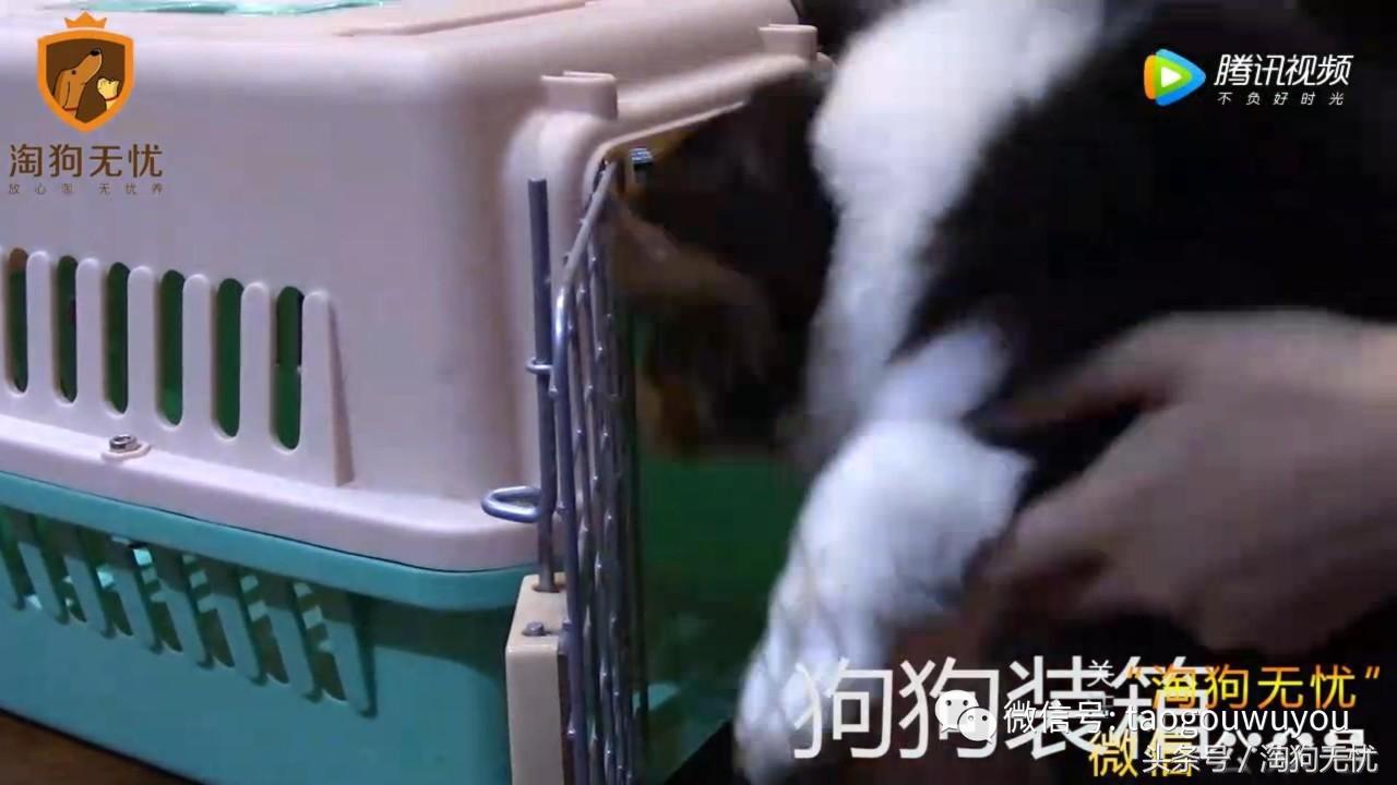 狗狗出售成本多少,狗狗卖出去注意事项