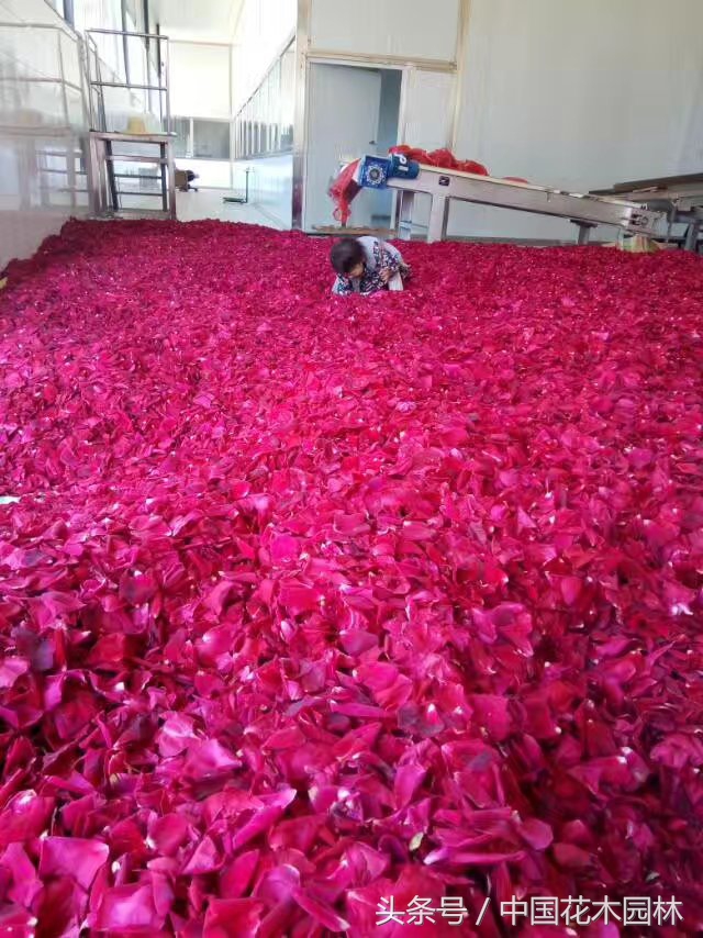 云南有机食用玫瑰种植基地,云南食用玫瑰