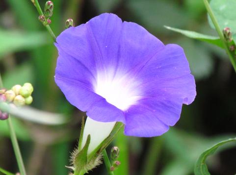 又到牵牛花的季节，它的种子有毒却是一味通三焦的中药