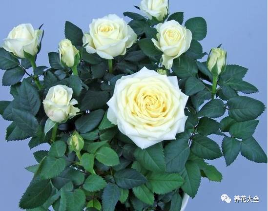 最美最高端的30款月季 (十种绝美的月季)