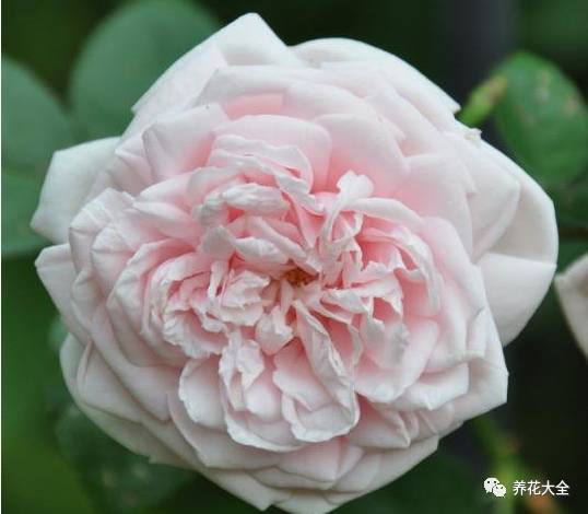 最美的十款月季品种推荐 (十种绝美的月季)