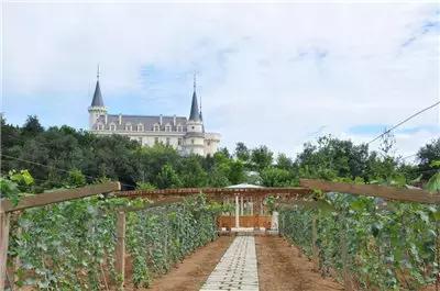 一组张裕爱斐堡酒庄实景图,蓝裕文化