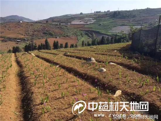 云南蒙自家种白及突破死苗陷阱，长势良好！