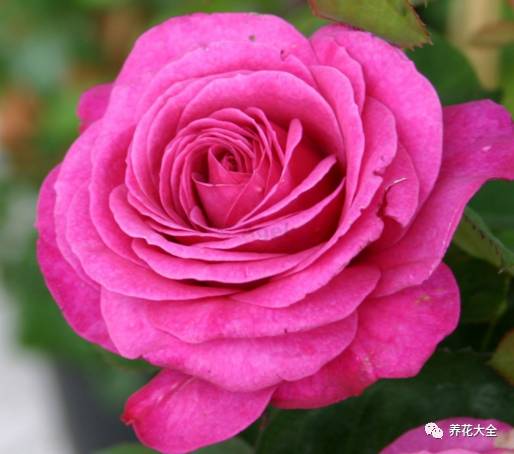 最美的十款月季品种推荐 (十种绝美的月季)