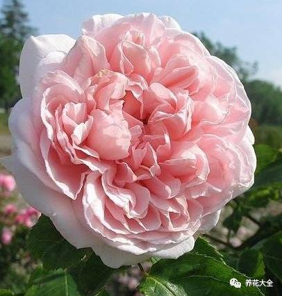 最美最高端的30款月季 (十种绝美的月季)