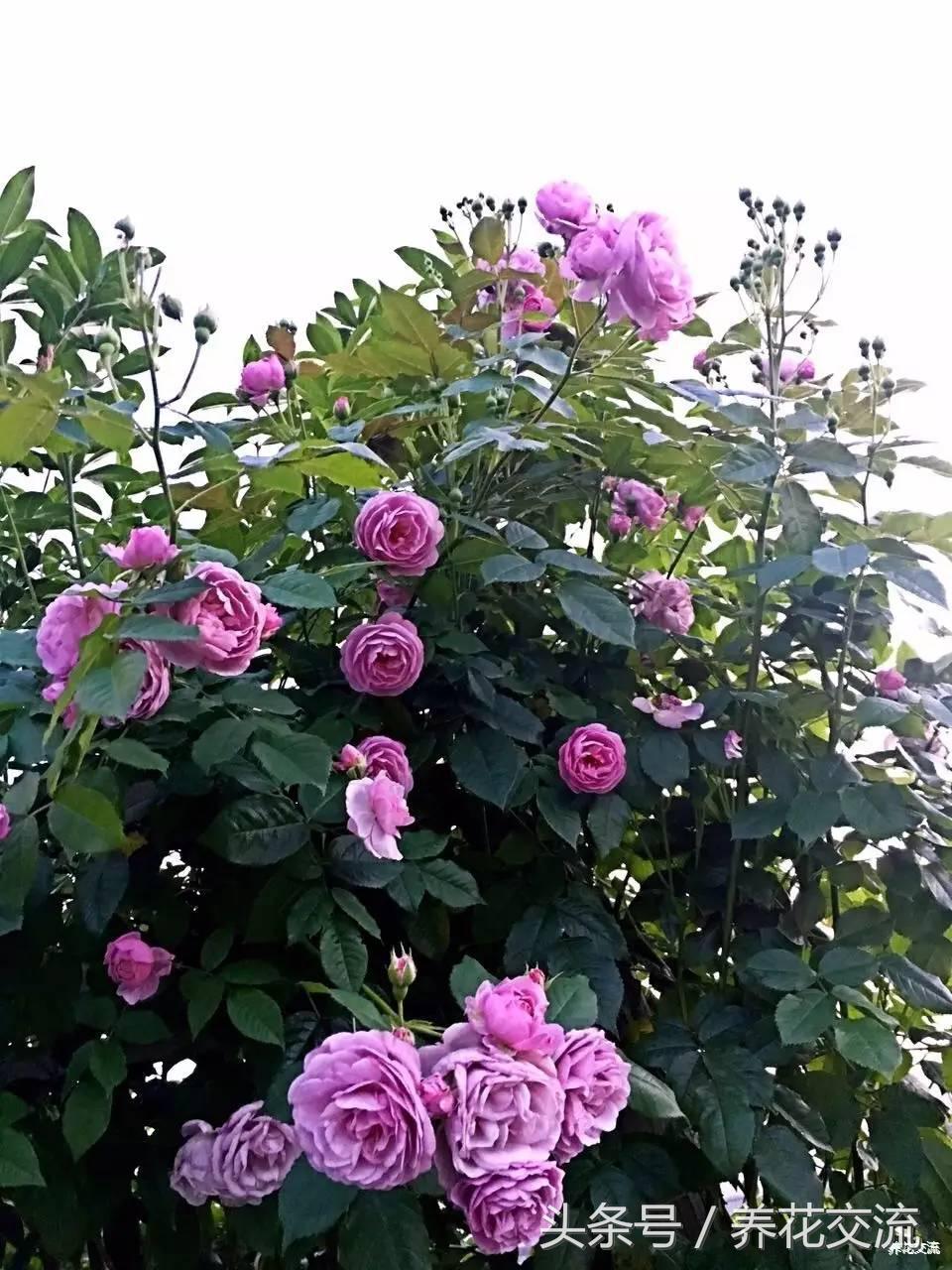 为什么别人养的月季那么好,养好月季真正秘诀