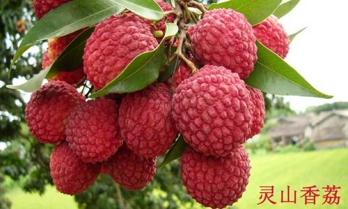 北部湾特产海味零食,广东北部湾十大特产