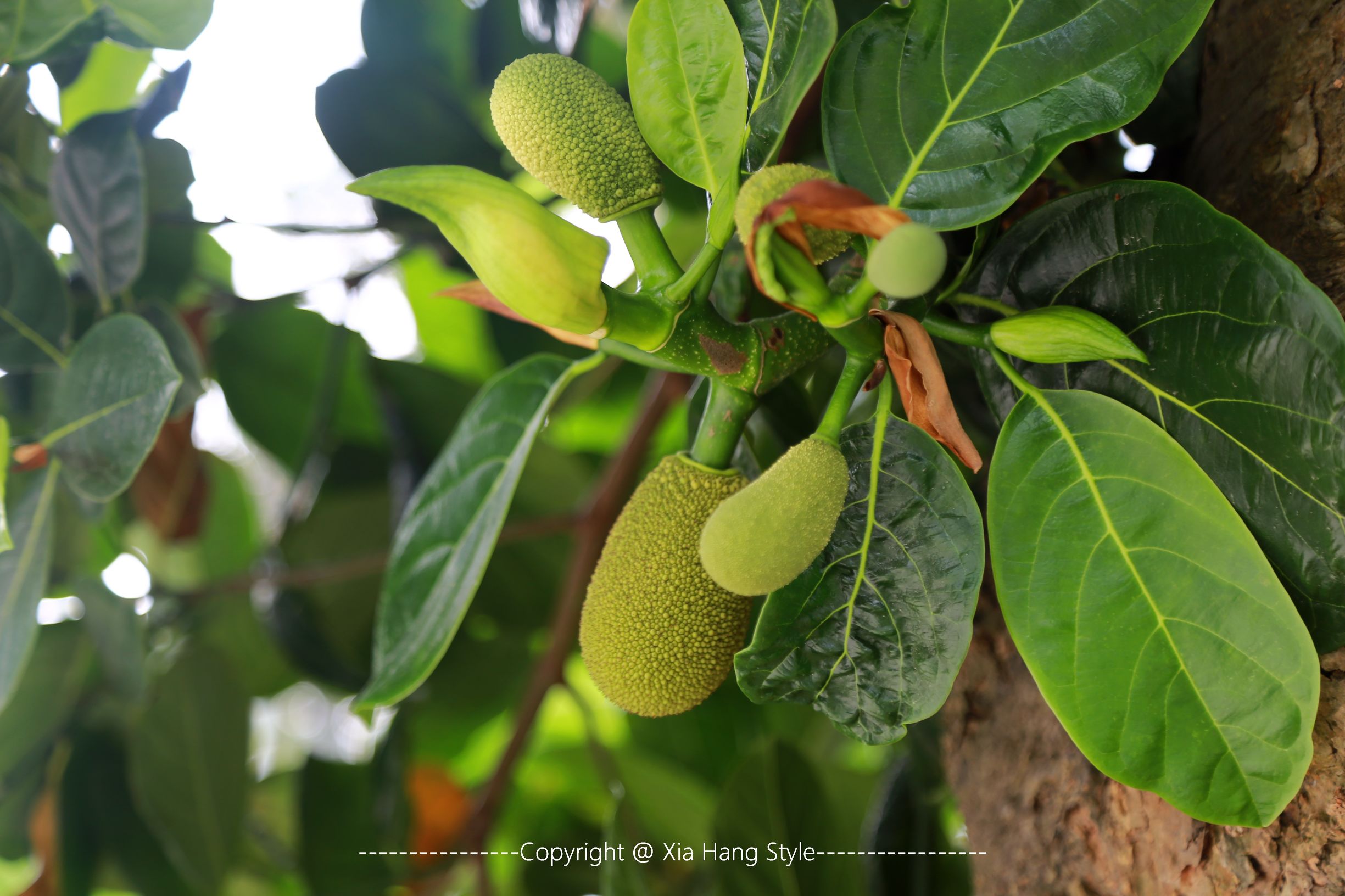 福建最好的5星级酒店,福建最好的五星级酒店