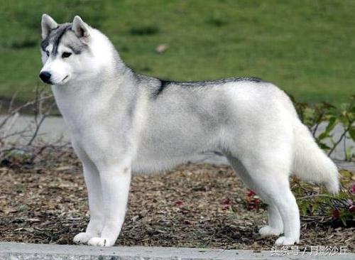 阿拉斯加和哈士奇哪个打架厉害,哈士奇和阿拉斯加幼犬如何区别