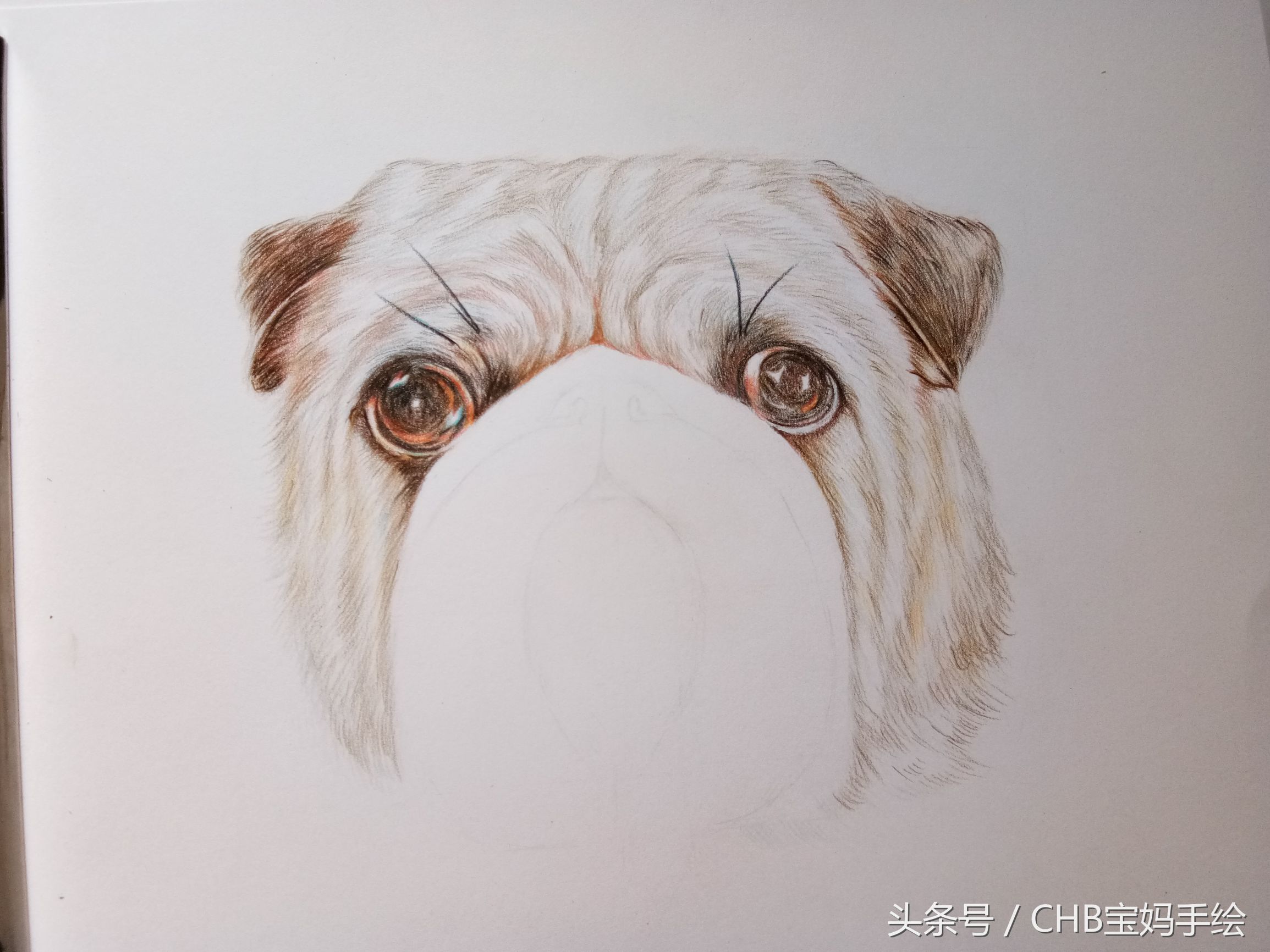 零基础学画漫画萌少女彩铅,如何学彩铅画狗