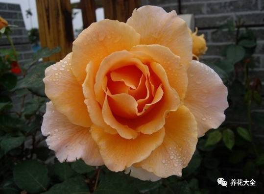 最美最高端的30款月季 (十种绝美的月季)