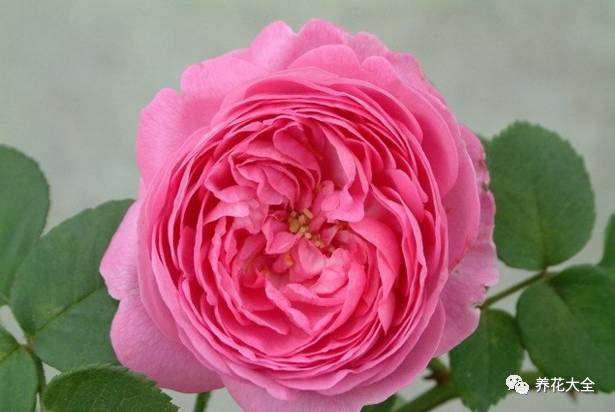 最美最高端的30款月季 (十种绝美的月季)