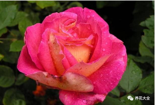 最美的十款月季品种推荐 (十种绝美的月季)